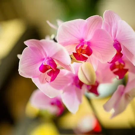 Orchidea Bed & Breakfast Florence