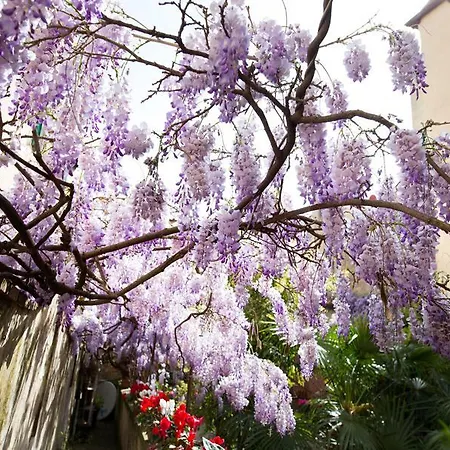 Bed & Breakfast Orchidea Florence