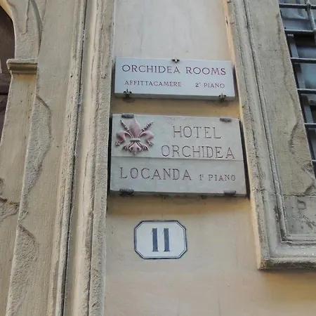 Orchidea Florence
