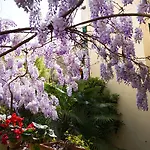 Orchidea Florenz