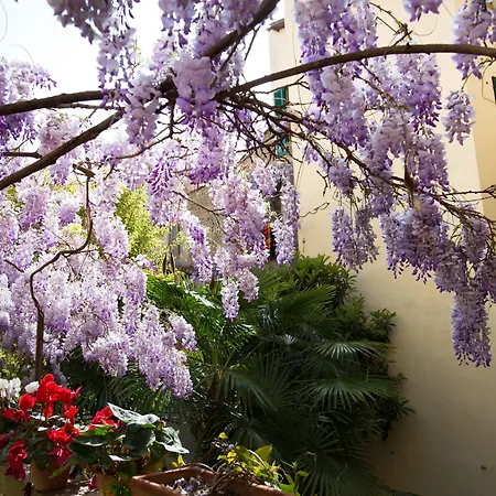 Orchidea Флоренция