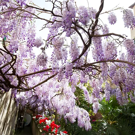 Frühstückspension Orchidea 4*