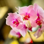 Orchidea לינה וארוחת בוקר פירנצה